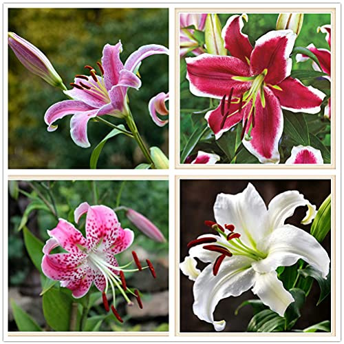 Bulbi lilium|I colori brillanti sono eleganti e carini|Lampadine importate|Colori magnifici Special Bright-1,8Bulbis