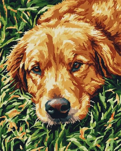 AYAOYANGGO 11CT Kreuzstich Set Stickset „Golden Retriever Auf Dem Gras“，Kreuzstichset Mit Hunden Und Tieren Für Erwachsene，Mit Nadeln，Schereneinfädler，Vordruck Für Die Wanddekoration Zu Hause 40x50cm