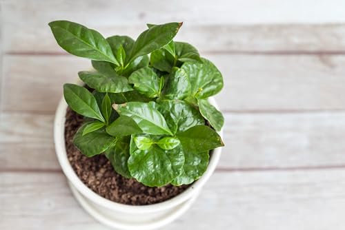 12 Seeds Coffea Arabica Nana Dwarf Indoor Coffee Plant – Compact, Ornamental, Ideal for Home Growing and Gifts