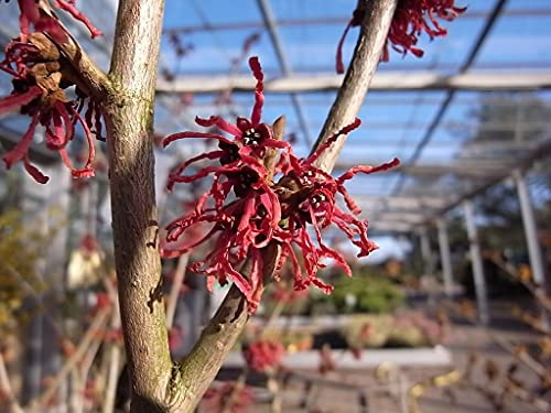 Hamamelis × intermedia 'Diane' 40–60 cm – Winterhart, Mehrjährig, Pflegeleicht – Zaubernuss – Zierstrauch für Garten & Vorgarten