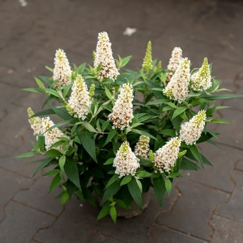 Schmetterlingsflieder Butterfly Candy ® Little White PBR 2l - Der Busch verdickt sich leicht