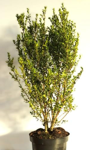 Japanische Stechpalme Ilex crenata Twiggy immergrün 30-40 cm
