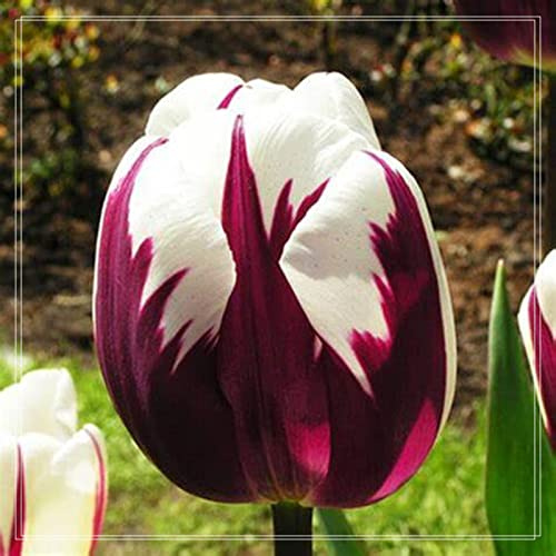 Top Winterharte Tulpen, Vielfarbige Luftreinigende Zimmer, Pflegeleichte, Tulpen Rhizome, Garten, Sehr Bienenfreundlich, Verschiedenen Farben,-10zwiebelns-F