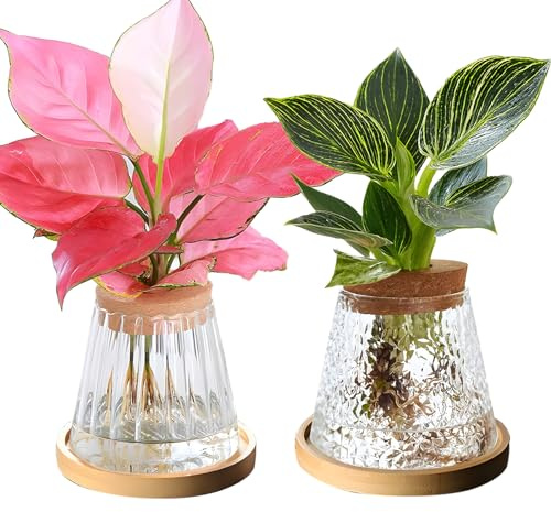 SWTHM Anzuchtstation für Pflanzen, Hydrokultur-Glasvase, hochdichtes Borosilikatglas, Pflanzterrarium, Glas, Hydrokultur-Anzuchtstation mit Tablett für Zuhause, Büro, Dekoration, 2 Stück (Set 3)
