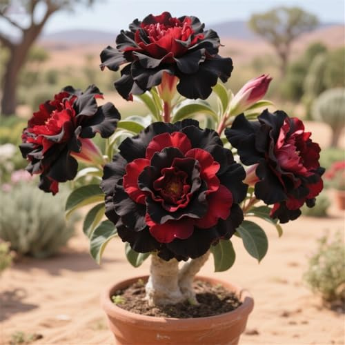 Rosa del desierto, son perennes y crecen rápido.-1tubérculos-B