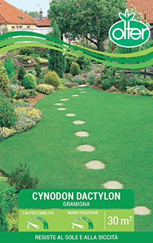 Olter Cynodon Dactylon gramigna Tappeto erboso 500g