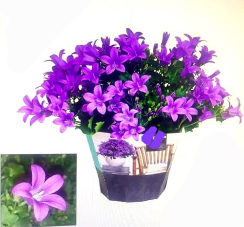 POWERS TO FLOWERS - CAMPANULA CARPATICA BLU DA MURO, GET ME, pianta vera