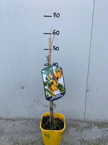 Vivaio Garden Forest Pianta di Goji Giallo Amber Sweet, Lycium Barbarum Giallo, H60 CM, Pianta vera, Caratteristiche salutistiche, Goji, Vitamine, Sali minerali, Antiossidanti, Pianta da frutto