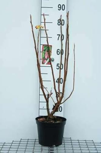 Ribes odoratum (aureum) - Groseillier Doré 50-60 cm en pot