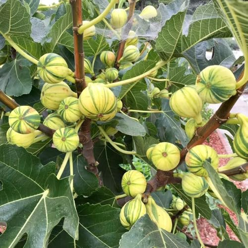 feigenbaum winterharte stauden mehrjährig pflanzendeko topfpflanzen draußen winterhart obstsamen gewächshaus balkon zimmerbonsai bonsai balkonpflanzen winterharte kübelpflanzen 125samen