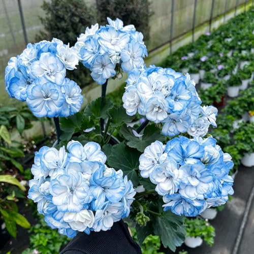 geranio - pelargonio excelente decoración de silvestres exóticas 50semillas