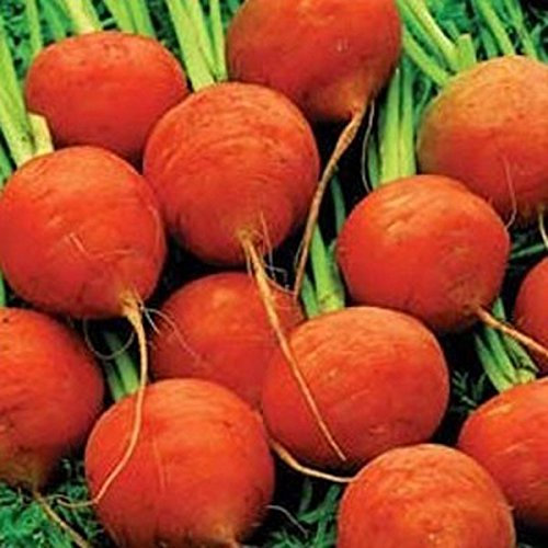 CAROTA TONDA DI PARIGI NR.1000 SEMI