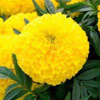 Park Seed Big Duck Yellow Marigold Flower Seeds – 4-Inch Fully Double Blooms, Heat and Drought Tolerant African Marigold, Great for Beds, Containers, and Mass Plantings – Pack of 25