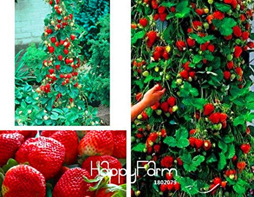 Nouvelle arrivée de graines de fraises rouges grimpantes avec une saveur saine Fraise non OGM Mount Everest Fruit COMESTIBLE Paquet de 100 graines