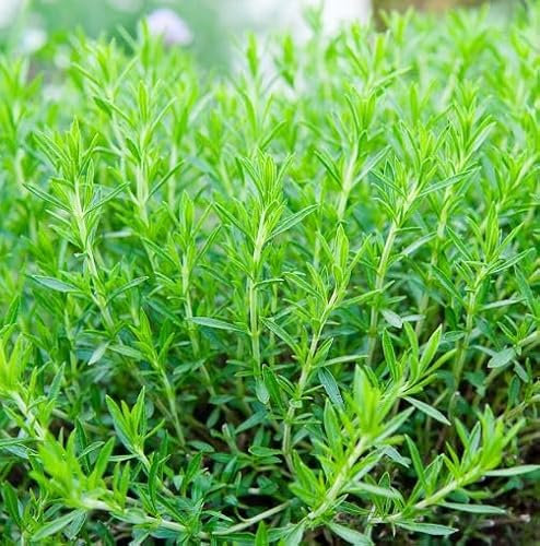 1 Pack of 2000 SEEEDS Russian Tarragon - Artemisia Dracunculus