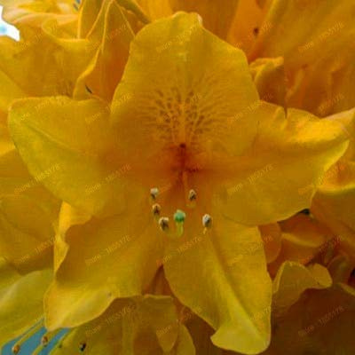Graines De Fleurs De Rhododendron Pour Un Beau Jardinage Jaune Ensemble De 100 Pièces
