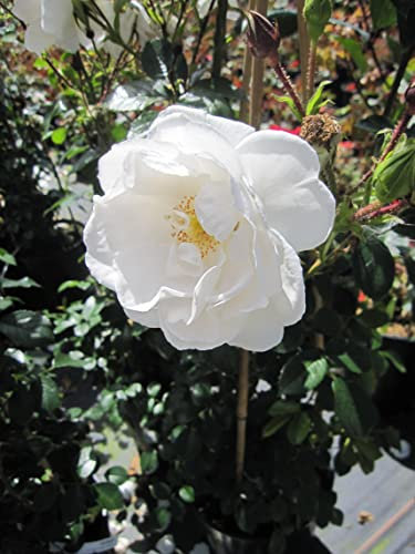 Rose Hella ® - Kletterrose Hella ® - ADR Rose