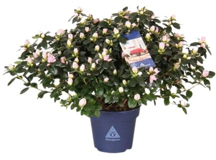 Azalea Planta Natural La Frescura de la Naturaleza en tu Hogar