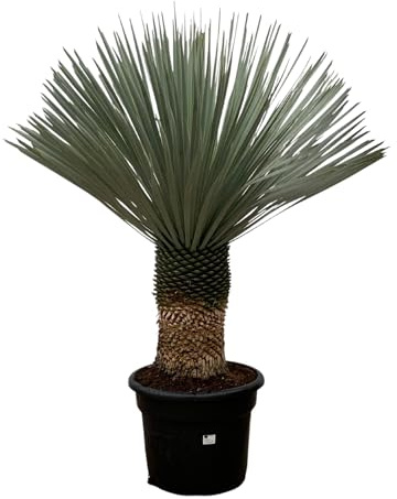Trendyplants - Yucca Rostrata - Blau gebackene Yucca - Winterhart - Höhe 130-150 cm - Topfgröße Ø45cm