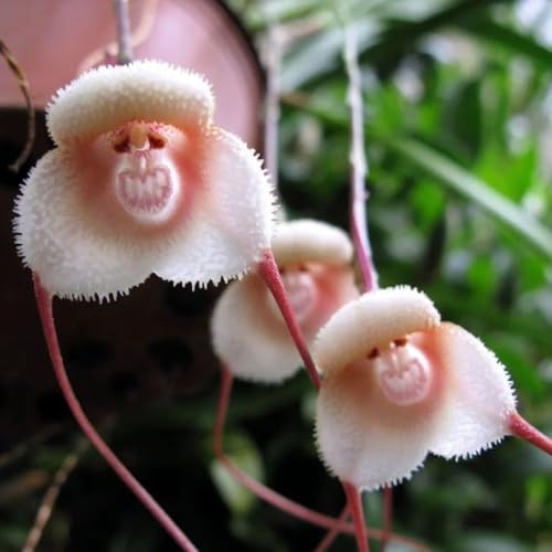 semi di orchidea scimmia - orchidea faccia di scimmia - luoghi soleggiati, orchidea dracula simia balcone, decorazione, 100pcs