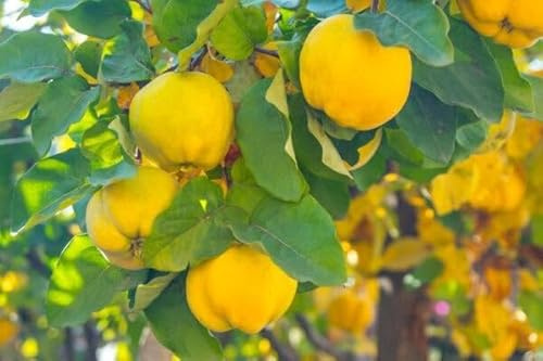 1 Quittenbaum Konstantinopeler Apfelquitte 120-150cm im Topf Obstbaum Quitte Cydonia oblonga aromatisch, saftig & duftend – hohe Erträge – winterhart, pflegeleicht & ideal für Garten & Kübel