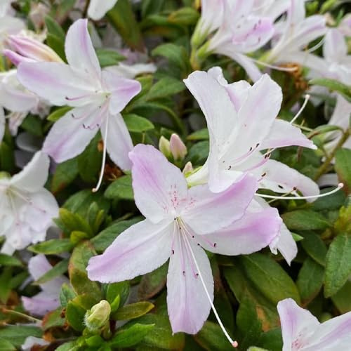 Semi di rododendro, estivi azalea, semi di selvatici decorativi per il giardino resistenti decorazioni giardino per esterni 20pcs
