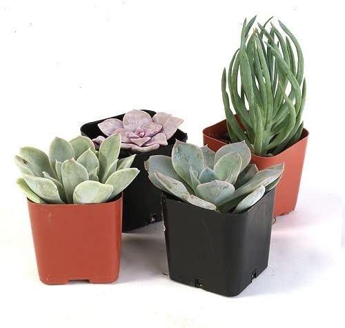 Mix de 4 Crasas Mini naturales Plantas Suculentas con Pocos Requerimientos de Agua