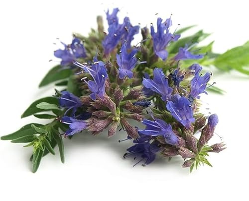 Sachet de graines d'Hysope (Hyssopus officinalis) ou herbe sacrée- Les Graines Bocquet