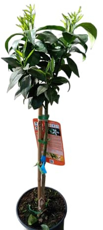 Citrus Sinensis Frutal – Naranjo de 1m Perfecto para Jardines y Terrazas