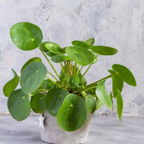 glückstaler - Pilea peperomioides - gartenblumen mehrjährig Chinesischer Geldbaum seltene rankpflanze hochbeete für garten deko wohnzimmer balkongewächshäuser schnittblumen 55samen