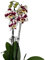 Cool Green - Planta natural - Orquidea Natural 2 tallos Moteada - Apta para Mascotas