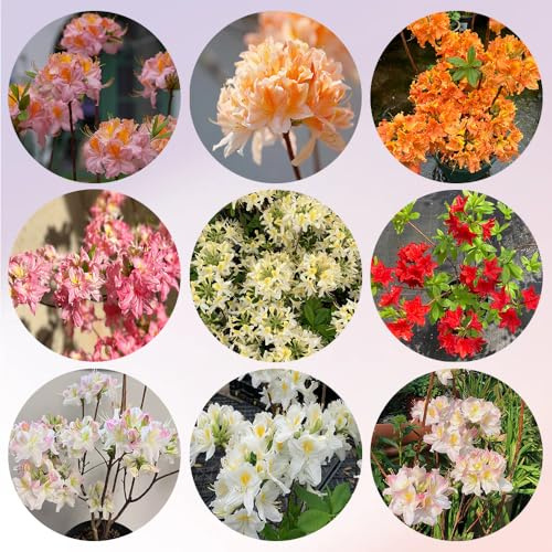 rhododendronsamen, outdoor azalee winterhart stauden mehrjährig 120pcs
