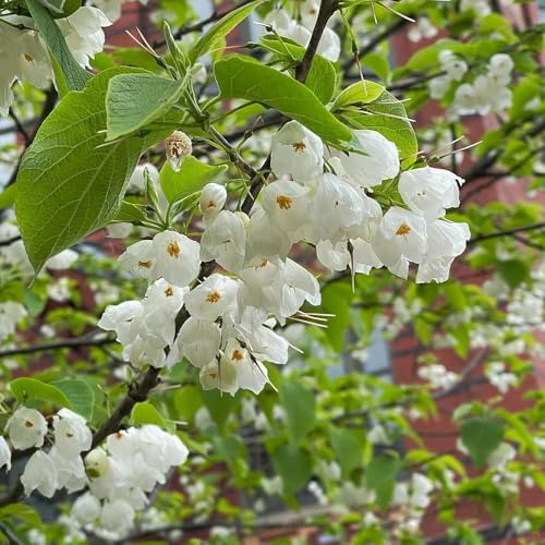 Semillas del árbol de campanilla de invierno - resistentes Árbol lirio los valles para balcones, interior, jardín 50pcs