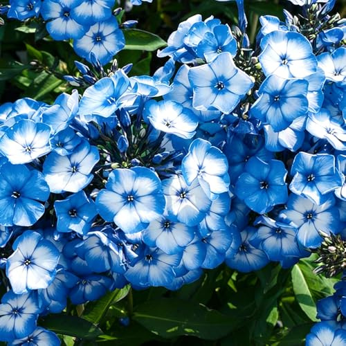 Phlox de alfombra - flox subulata elevada de jardín trepadora de oficina interior exóticas semillas balcón invernaderos balcón reverdecimiento 550pcs