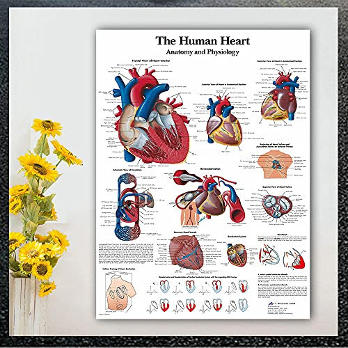 CloudShang Umano cuore organi anatomia poster medico educazione parete arte Quadro stampa insegnamento neuroscienze ufficio Decorazioni I20134