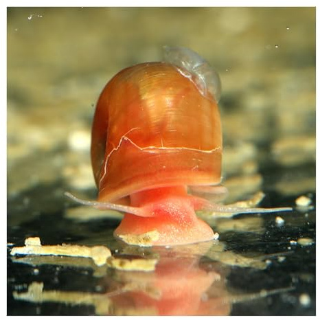 3 x Orange-rote Posthornschnecke, Aquariumschnecke, Algenfresser | Reinigungscrew, Süßwasser, kleinbleibend in Teich und Aquarien, Kalt- und Warmwasser, pflegeleicht, robust, Planorbella duryi