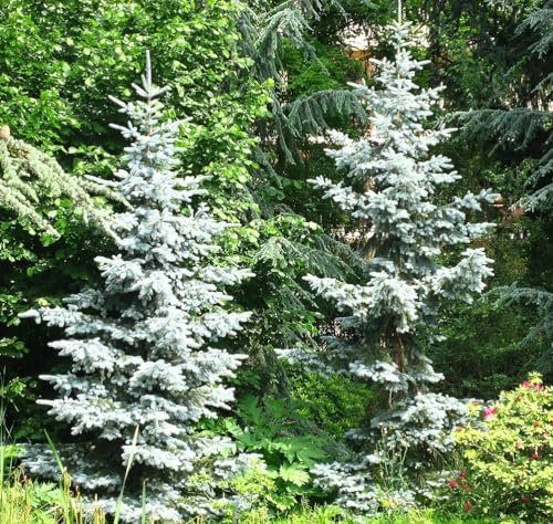 40 Graines d'épinette Bleue du Colorado (Picea Pungens)