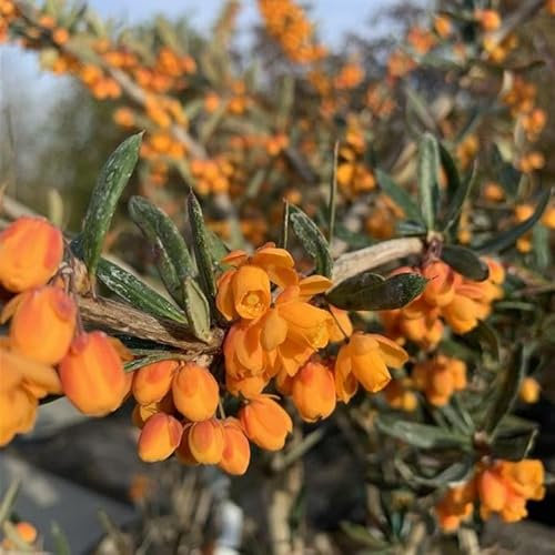 Pianta vera di Berberis linearifolia Orange King - Diametro Vaso Ø 19 cm