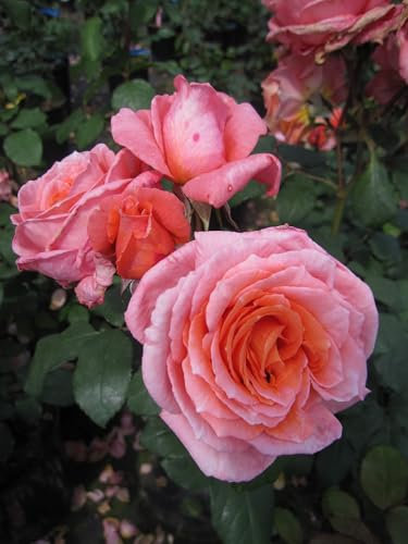 Rosa Institut Lumiere ® - Strauchrose - Guillot Rose - Générosa ®