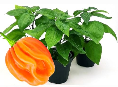 POWERS TO FLOWERS - PEPERONCINO HABANERO ORANGE BIO, 3 PIANTE, Vaso 10cm, piante vere