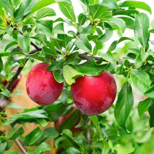 Pflaumenbaum, geschenke für gärtner obstbäume kaufen garten obstsamen obstpflanzen alte sorten balkongewächshäuser obstbaum säulenobst exotische zwergobstbäume winterhart 15Samen