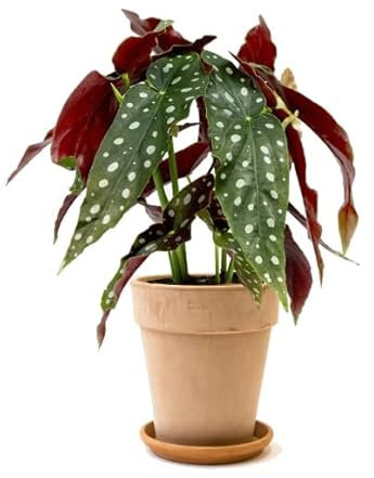 DECOALIVE Begonia Maculata con Maceta de Cerámica Planta de Interior Natural