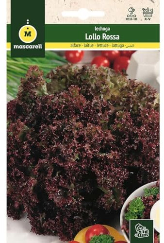 Mascarell Semillas, LECHUGA, Semillas Huerto, LECHUGA LOLLO ROSSA, Crea tu Propio Huerto Urbano y Cultivo en Casa, Plantas Hortícolas, 4 Gramos