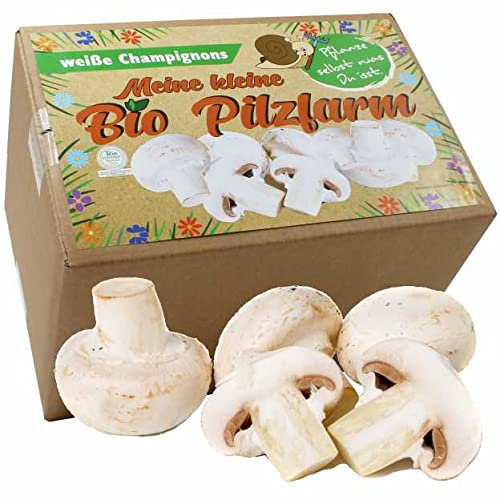 Bio Champignon Komplettset 5kg - Pilze selber züchten