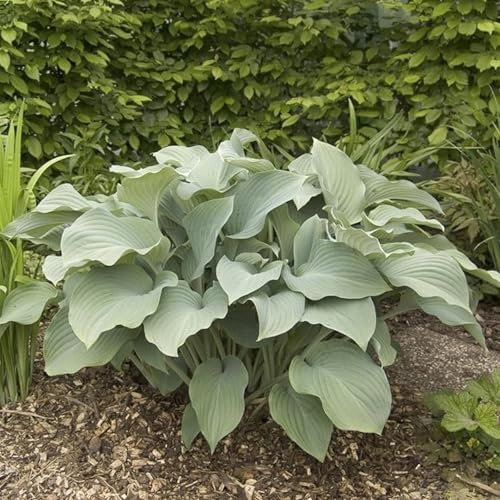 Hosta Mix for Planting Now UK/Greening Flower/Strong Plants That Grow Well/Natural Organic/Cut Flowers/Good for Containers,Wedding Flowers.-4bulbs-A