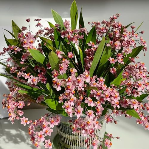 Semi di orchidea Oncidium, serre da balcone Oncidium hybridum, semi di selvatici semi esotici regali sostenibili di giardino 600pcs