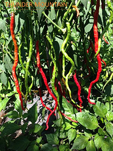 GRAINES DE PIMENT-THUNDER MOUNTAIN LONG HORN