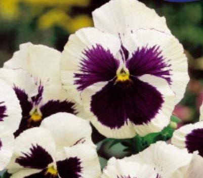 Stk - 160x Stiefmütterchen Schweizer Riesen Silberbraut Garten Pflanzen - Samen K232 - Seeds & Plants Shop by Ipsa