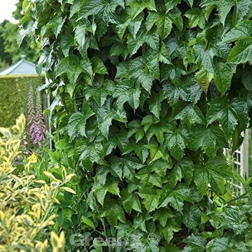 Robuste Jungfernrebe 60-80cm - Parthenocissus tricuspidata - lebende Gartenpflanze aus den Baumschulen