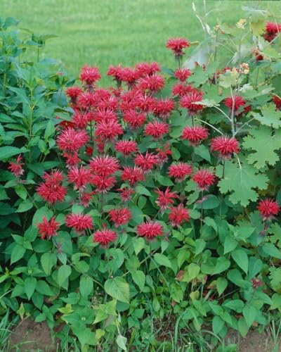 Monarda fistulosa 'Cambridge Scarlet' 11x11 cm Topf – Winterhart, Mehrjährig, Pflegeleicht – Indianernessel – Staude für Beet & Rabatte